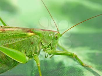 Locust taken closeup on green background.
