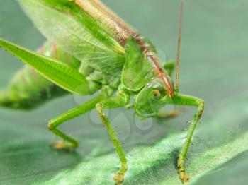 Green locust taken closeup on green background.