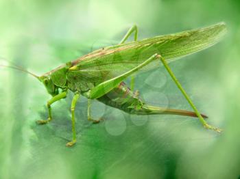 Big green locust taken closeup on green blurry background.