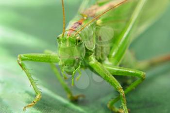 Locust taken closeup on green leaf.
