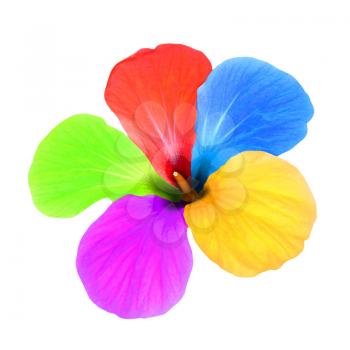 Multicolored flower taken closeup isolated on white background.