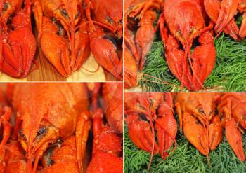 Collage of red boiled crawfishes taken closeup as food background.