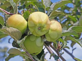 Fresh apples on a apple-tree taken closeup.