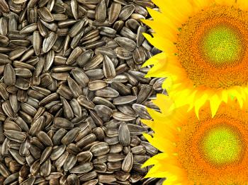 Colorful yellow sunflowers taken closeup on dried black seeds as food background.
