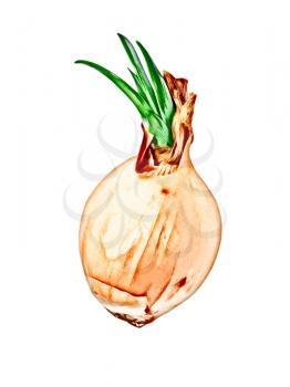 Sprouted onion isolated on white background.Digitally generated image.