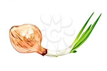 Sprouted onion taken closeup isolated on white background.Digitally generated image.