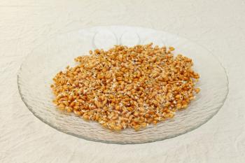 Germinated wheat grains on glass plate taken closeup.