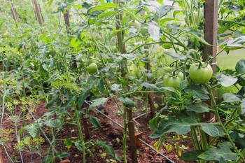 Unripe tomatoes taken closeup.