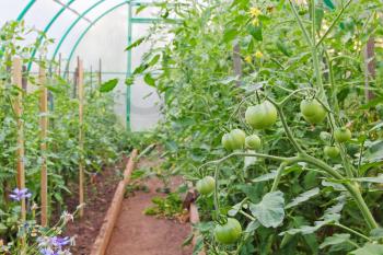 Unripe tomatoes in greenhouse taken closeup.