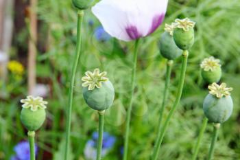 Opium poppy heads taken closeup.