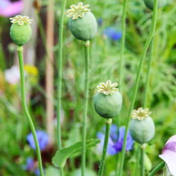 Green opium poppy heads taken closeup.