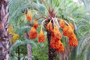 Date palm tree with fruits taken closeup.