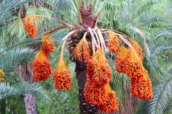 Date palm tree with ripe fruits taken closeup.