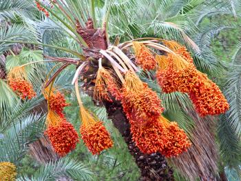 Date palm tree with appetizing ripe fruits taken closeup.