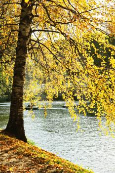 Picturesque autumn tree near pond.