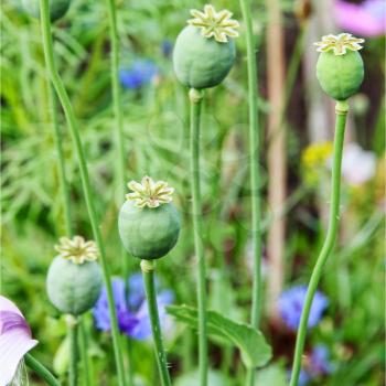 Green opium poppy heads on field taken closeup.