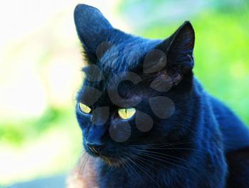 Black cat head with green eyes taken closeup and soft bokeh.