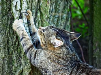 Gray tabby cat sharpening claws on a tree taken closeup.