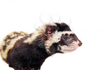 Muzzle of marbled polecat (Vormela peregusna) on white cloth background taken closeup.Vulnerable species in the IUCN Red List.