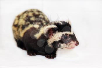 Marbled polecat (Vormela peregusna) on white cloth background. Was classified as a vulnerable species in the IUCN Red List.