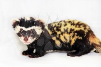 Marbled polecat (Vormela peregusna) on white fabric background. Was classified as a vulnerable species in the IUCN Red List.