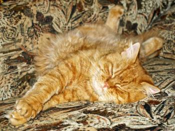 Ginger cat lies on sofa.