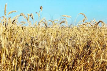 Golden wheat on summer field against blue sky taken closeup.