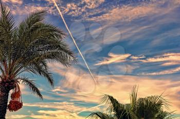 Fighter aircraft fuel trace in the dramatic turkish sky over palm tree.Toned image.