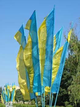 Lot of flags of Ukraine on blue sky background taken closeup.