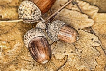Acorns on oak leaves taken closeup.Toned image.