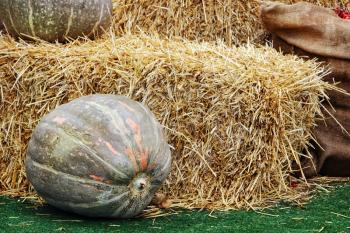 Thanksgiving Display of Big Pumpkin and hay stacks.Toned image.