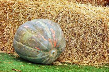 Thanksgiving Display of Big Pumpkin and hay stacks on green grass taken closeup.Toned image.