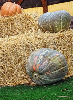 Thanksgiving Display of Pumpkins and hay stacks.Toned image.