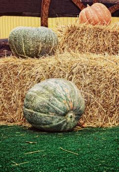 Pumpkins and hay stacks.Thanksgiving Display.Toned image.
