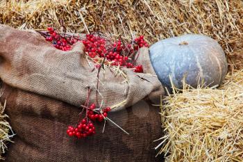Thanksgiving Display of Pumpkin on hay stacks and burlap sack with red berries taken closeup.