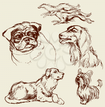 Set of Dogs - Labrador retriever, hound, pug, setter, lap-dog -  hand drawn illustration -sketch in vintage style 