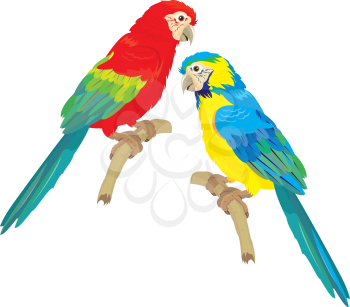 Blue Yellow and Red Blue Macaw parrots isolated on white background 