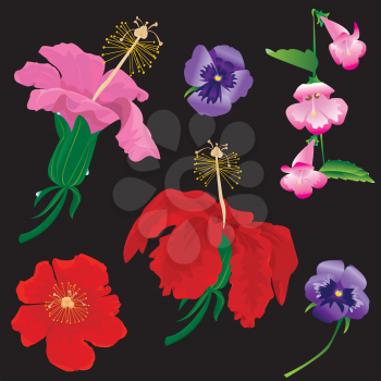 Set of Flowers bloom - hibiscus, violet, convolvulus - on black background