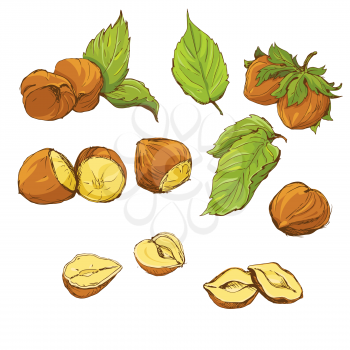 Set of highly detailed hand drawn hazelnuts isolated on white background, color picture
