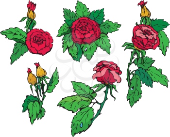 Set of Hand drawn Roses flowers - design elements isolated on white background