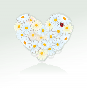 Heart is made of white daisies. Valentines day card.