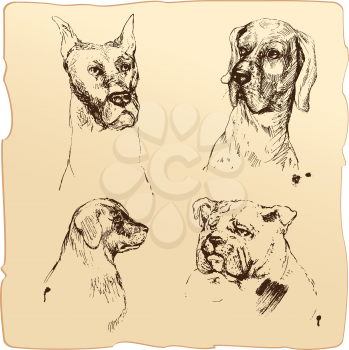 Set of Dogs heads - dalmatian, bloodhound, bulldog hand drawn illustration - sketch in vintage style
