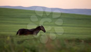 Horses Pasture Blurred late evening motion Canada