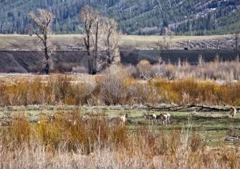 Yellowstone National Park Antelope Grazing Soda Butte Creek