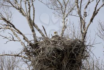 Bald Eagle in nest Montana north of Bozeman USA