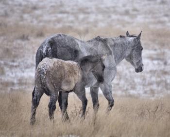 Horses in Winter in Alberta Saskatchewan Canada