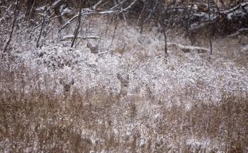 Deer in Winter hidden in field Saskatchewan Canada