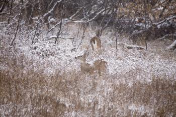 Deer in Winter hidden in field Saskatchewan Canada