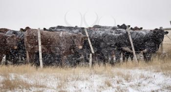 Cattle in Snow Storm in Alberta Canada
