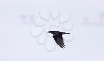 Crow raven in Flight in winter Canada Saskatchewan